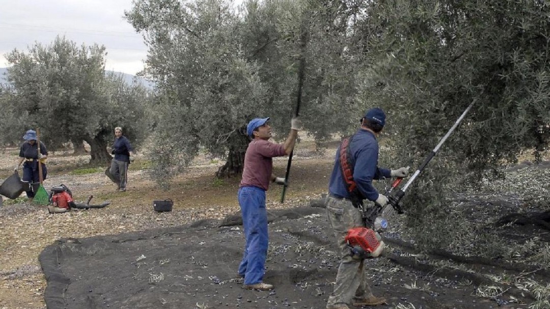 Los Trabajadores Del Campo Tendran Que Pagar Casi 1 Euros Por El Sello Mensual A La Seguridad Social Radio Jodar Hora 14 Jodar Cadena Ser