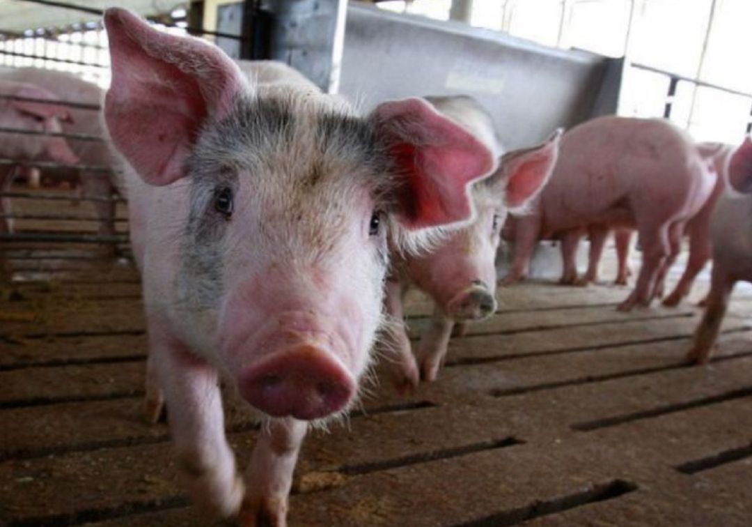 Ejercen más presión en contra de