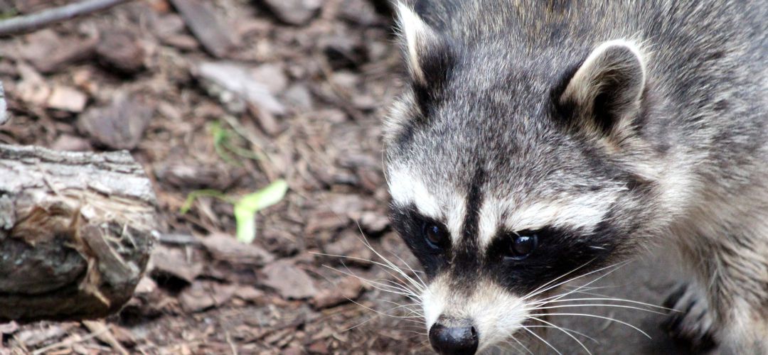 Los Mapaches Invaden La Comunidad De Madrid Ser Madrid Norte Hora 14 Madrid Norte Cadena Ser