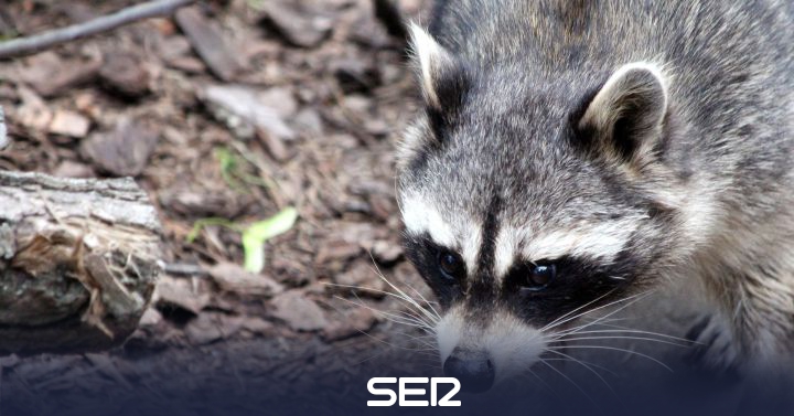 Los Mapaches Invaden La Comunidad De Madrid Ser Madrid Norte Hora 14 Madrid Norte Cadena Ser