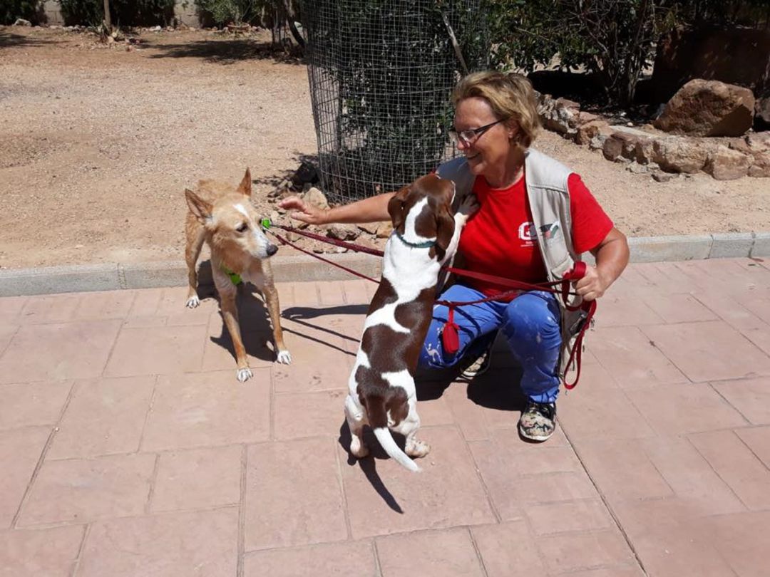 Crecen Los Abandonos De Mascotas En Linares Tras El Estado De Alarma Radio Linares Cadena Ser