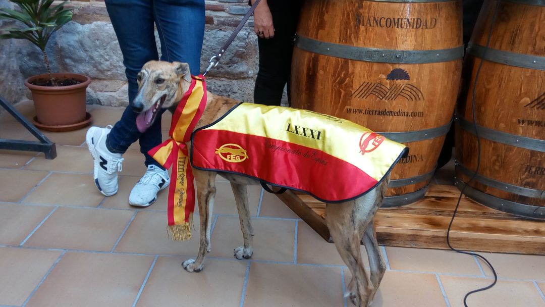 La ganadora del Campeonato de España de Galgos ha sido recibida en la Mancomunidad