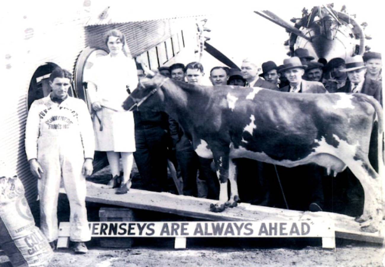 Resultado de imagen de La vaca Elm Farm Ollie