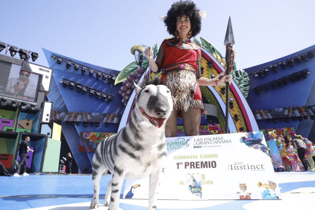 Milka, el bull terrier que ha ganado el primer premio del carnaval canino.