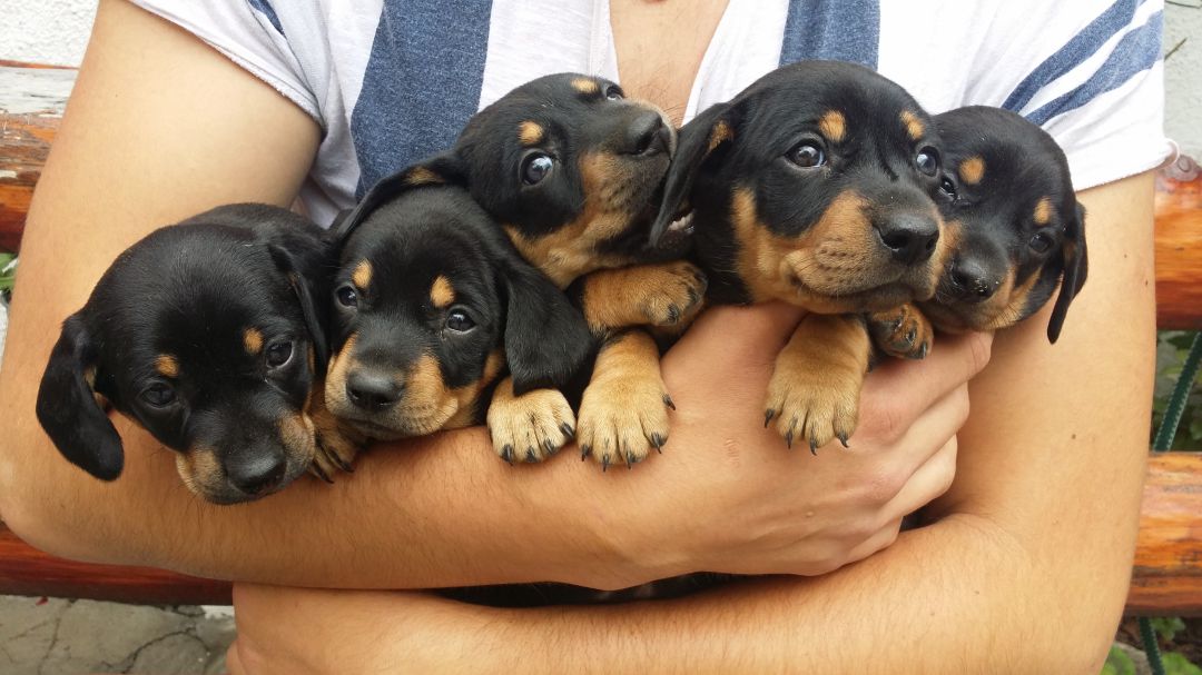 Mas De Cuarenta Cachorros Esperan Adopcion En La Protectora De Lugo Radio Lugo Actualidad Cadena Ser