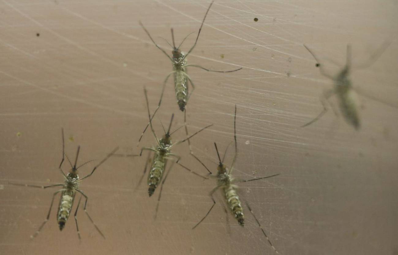 ¿Puede un mosquito volar entre islas? SER Lanzarote Cadena SER