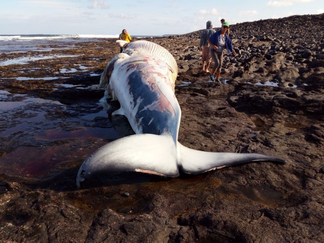 Aparece una ballena de aleta varada en una playa de Fuerteventura