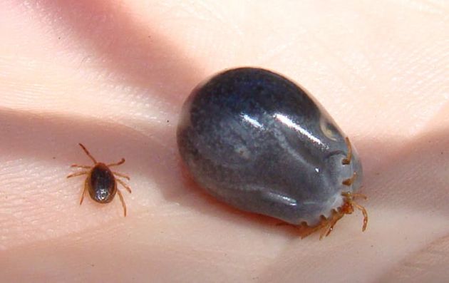Garrapatas ‘ixodes holocyclus’ antes y después de comer. Garrapatas ‘ixodes holocyclus’ antes y después de comer.
