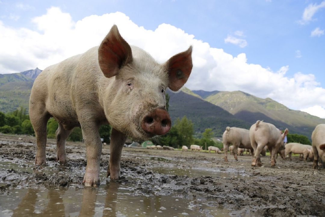 El sector porcino cuenta ya con un laboratorio de inseminación en Segovia capital El sector porcino cuenta ya con un laboratorio de inseminación en Segovia capital