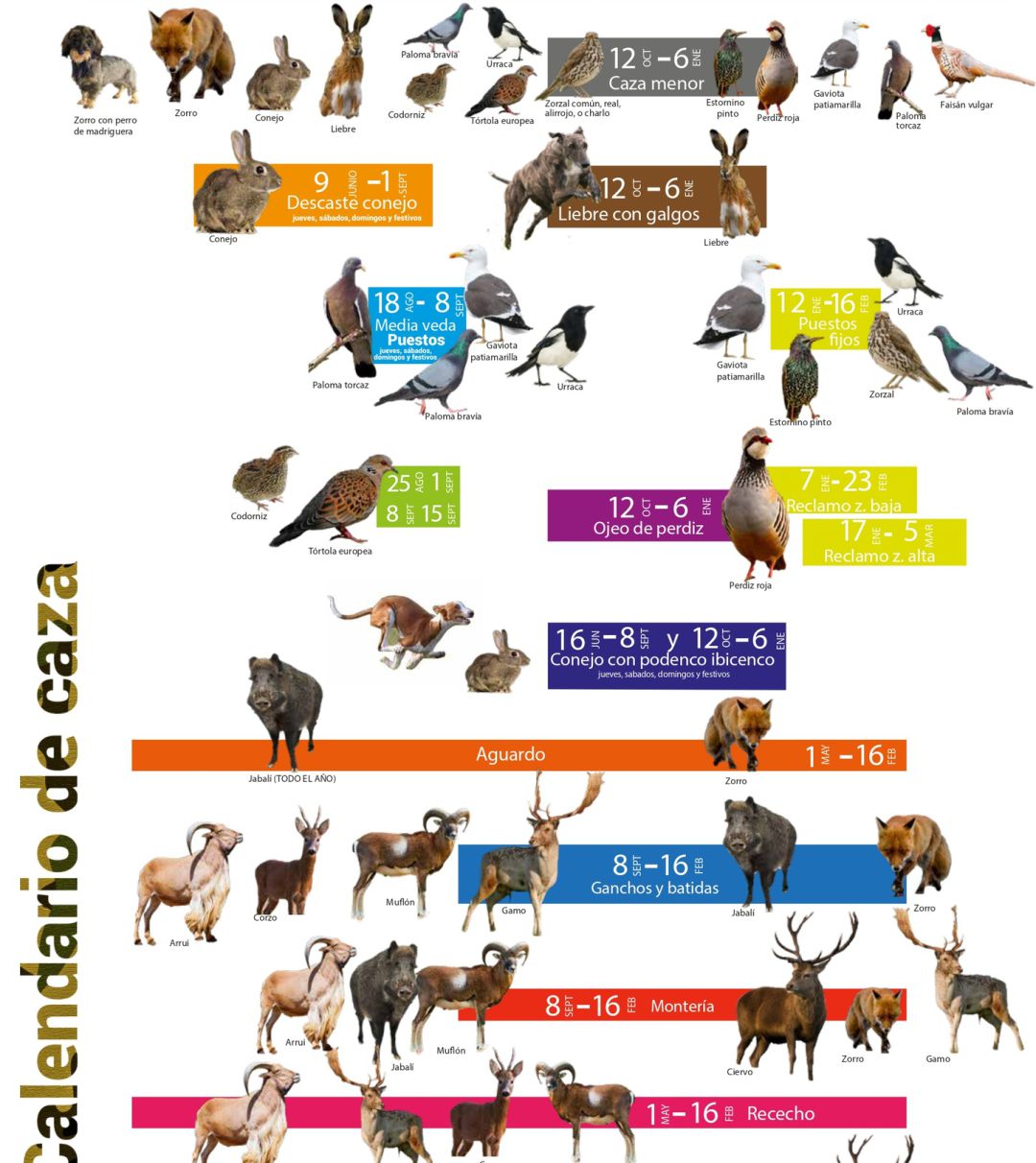 Publicado el calendario de caza en la Región que incluye el arruí para su control Radio Murcia Publicado el calendario de caza en la Región que incluye el arruí para su control Radio Murcia