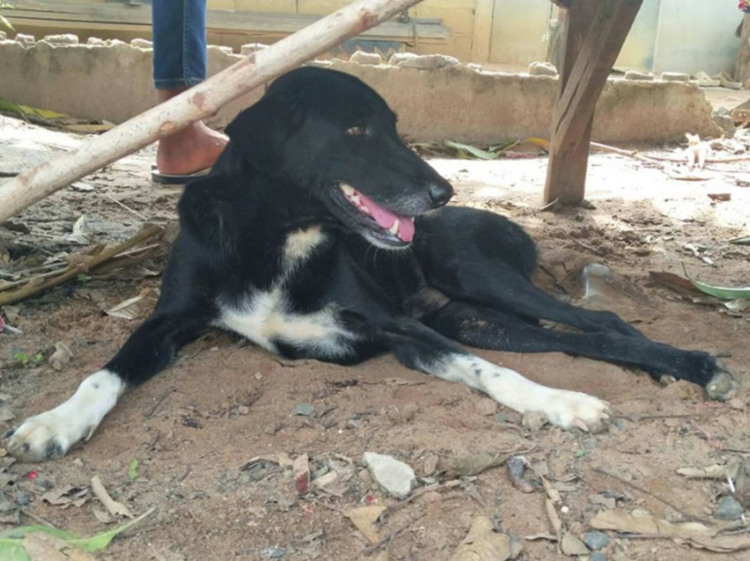 Un perro rescata a un reciÃ©n nacido enterrado con vida en Tailandia