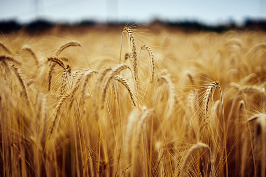 Campo de cereal 