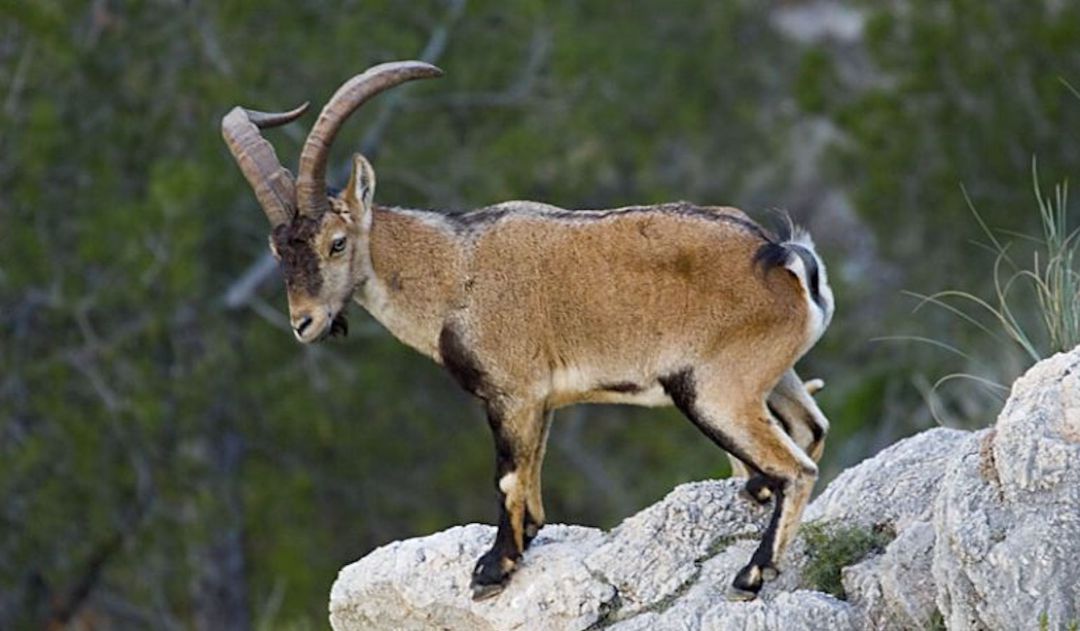 La Junta pretende reducir la población de cabra montés | Radio Úbeda | Hoy  por Hoy Matinal Úbeda | Cadena SER