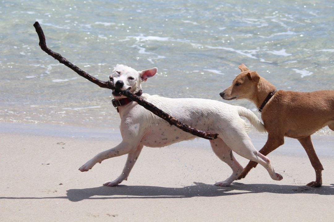 Dos perros corren en la playa en una foto de archivo.