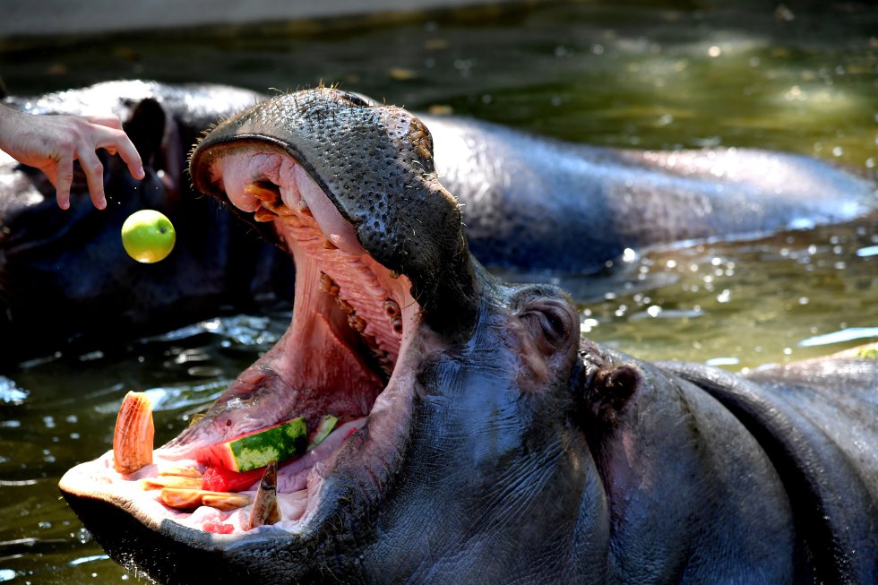 Un hipopótamo come fruta fresca en el Bioparc de Roma.
