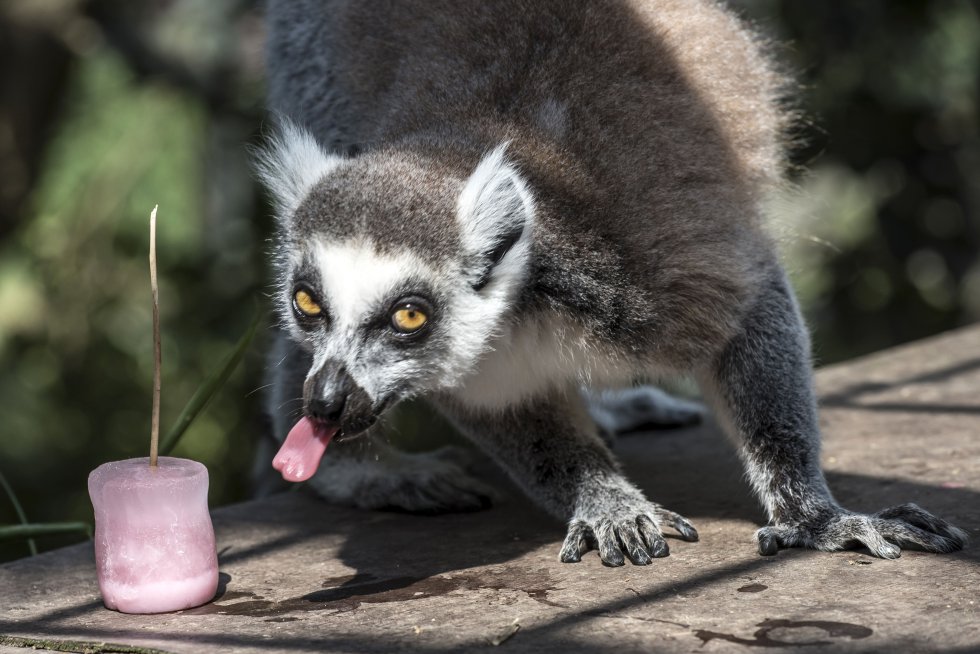 Un lemur a punto de refrescarse en Saint-Martin-la-Plaine Zoo, al sudeste de Francia.