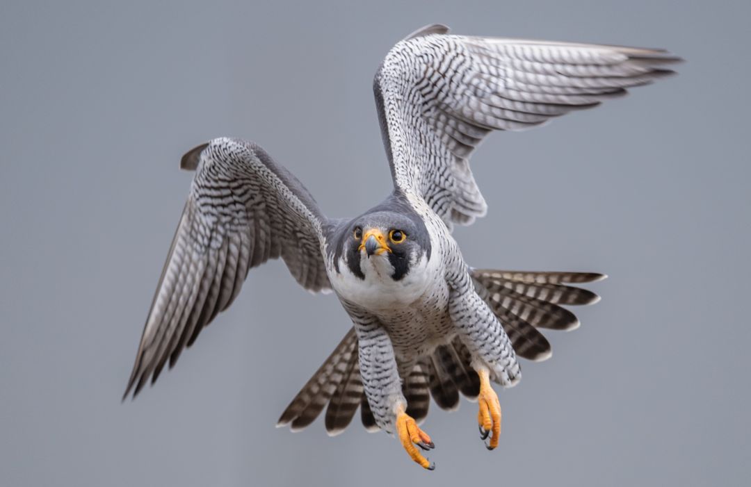 El Guardabosques: el halcón peregrino | SER Ávila | Cadena SER