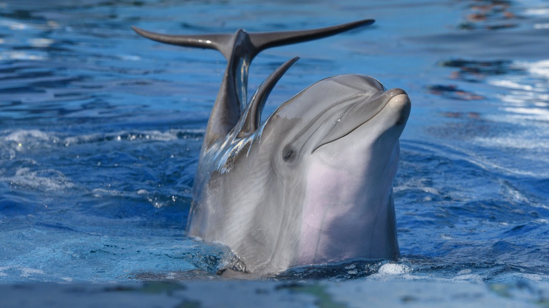 Delfines