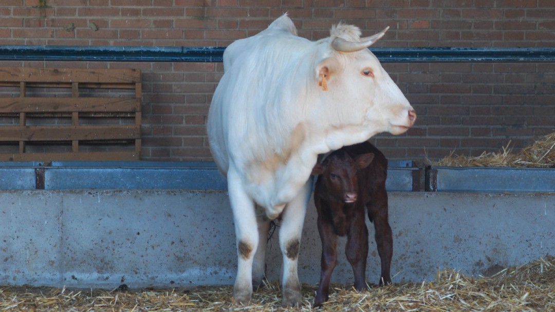 "El sector lácteo tiene los años contados"