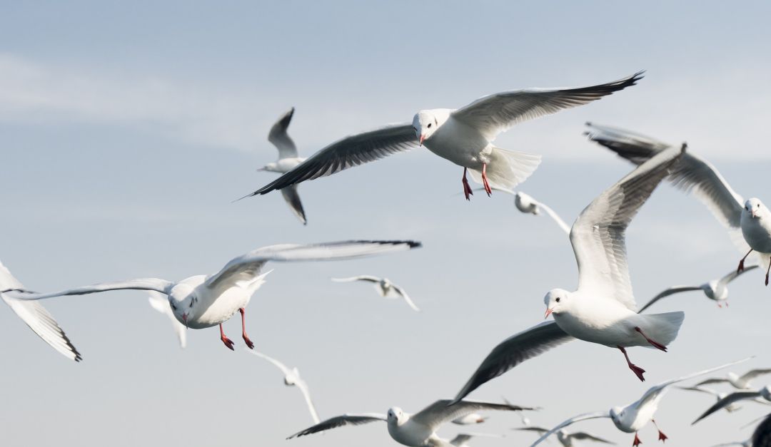 Un vuelo Madrid Bilbao debe dar la vuelta por el impacto con una