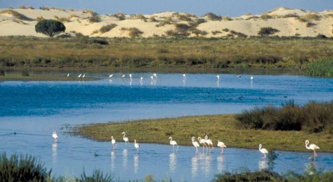 Resultado de imagen de Parque Nacional de Doñana
