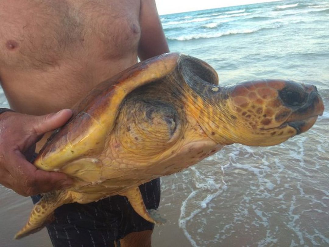 Encuentran Una Tortuga Varada En La Playa De Gandia Radio Gandia Hoy Por Hoy Gandia Cadena Ser