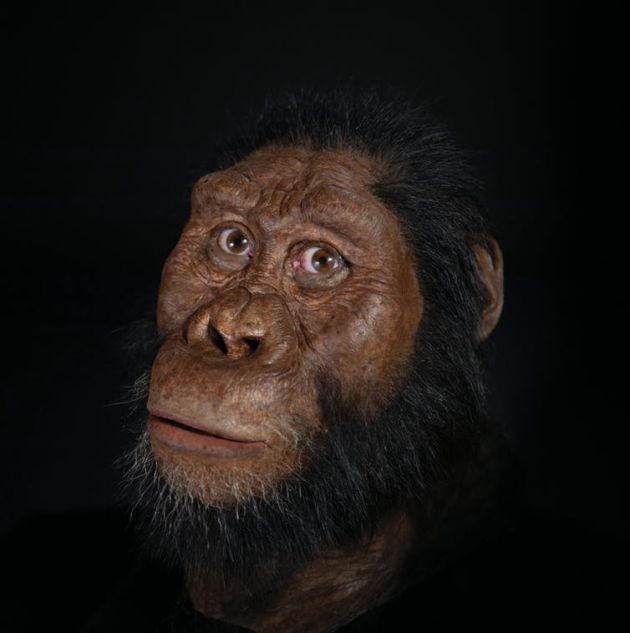 El cráneo que está cambiando lo que creíamos saber sobre la evolución