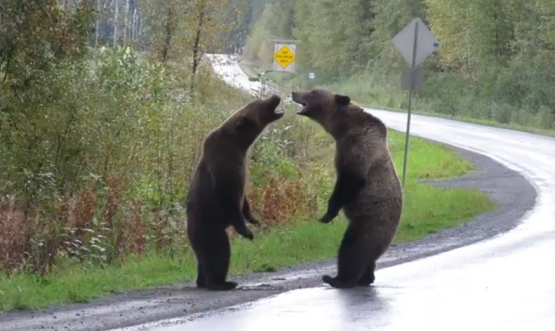 Resultado de imagen para Pelea entre dos osos 'grizzly'