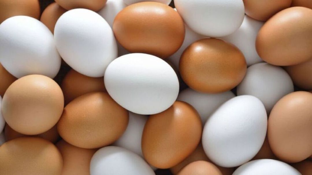 A Que Hora Ponen Los Huevos Las Canarias