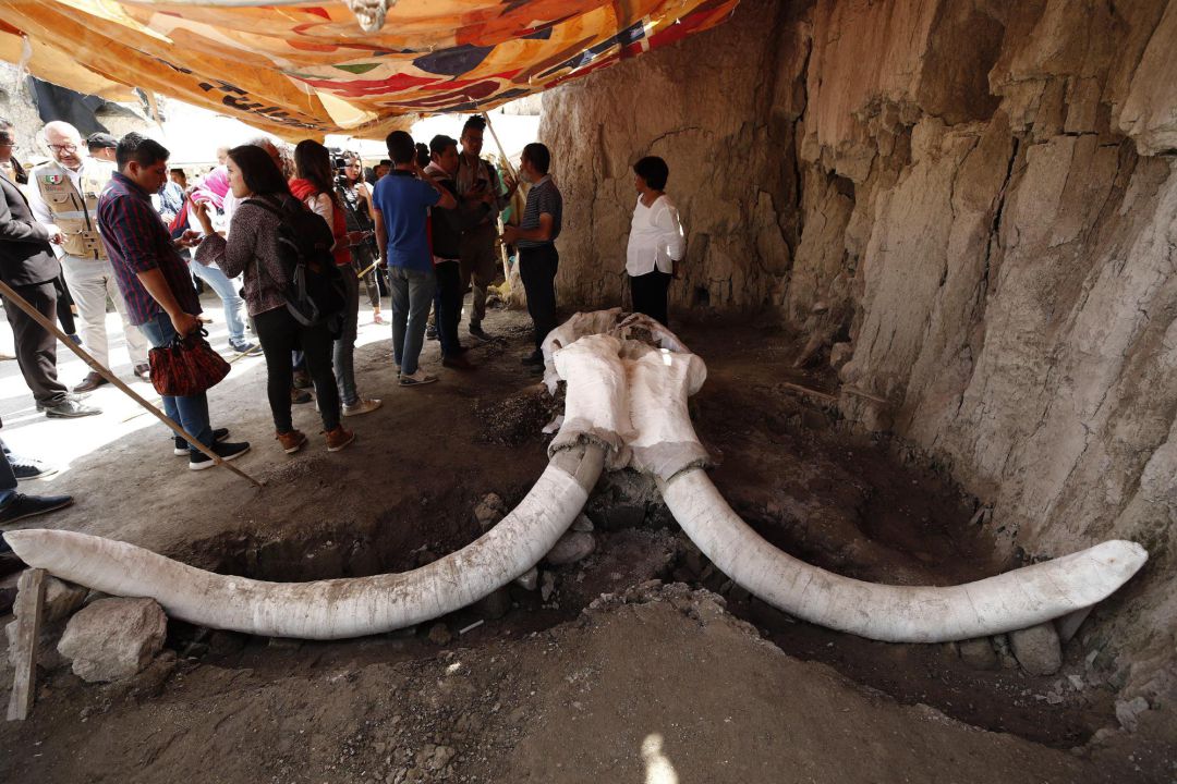 Hallan en México un complejo de trampas para mamuts de 15.000 años ...