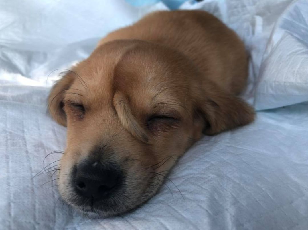 protuberancia en la cabeza de mi perro