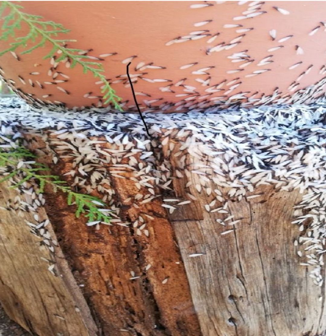 Plaga de termitas en Tacoronte