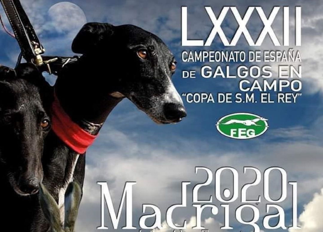 Jacinto Navas vuelve a realizar el cartel del Campeonato de Galgos de Madrigal de las Altas Torres