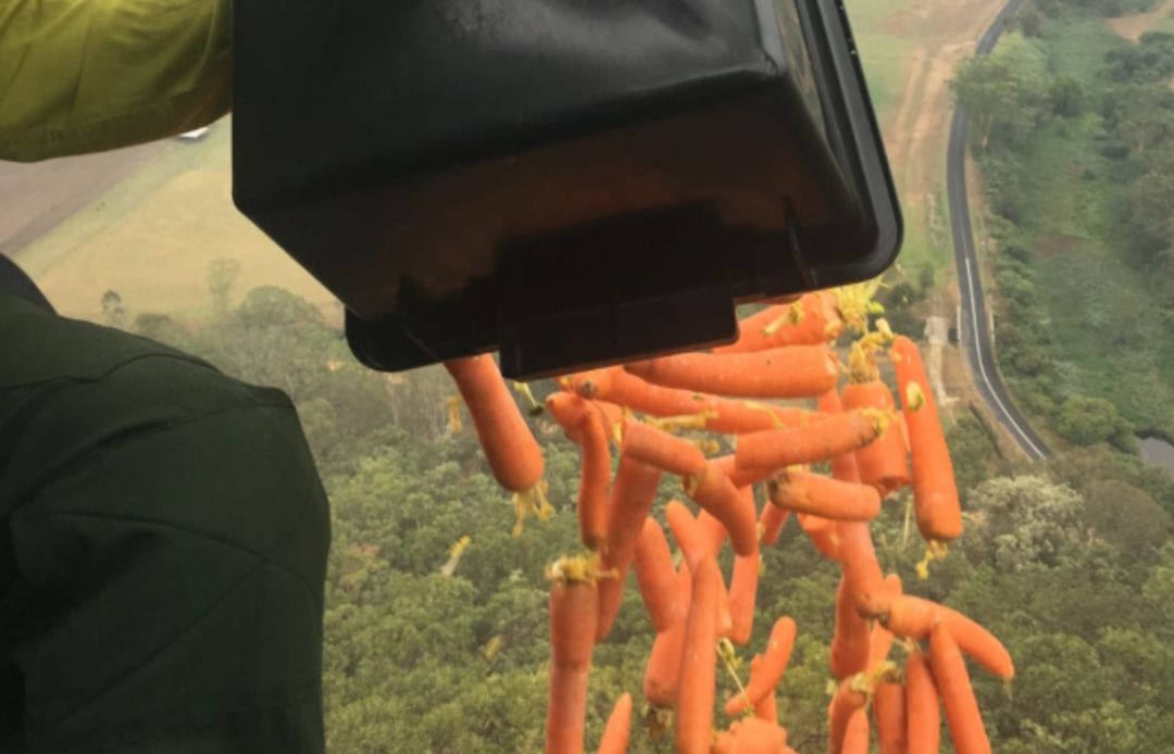 Un proyecto en Nueva Gales del Sur busca salvar la vida de los animales que sobreviven a los incendios lanzando miles de kilos de verdura fresca desde helicópteros.