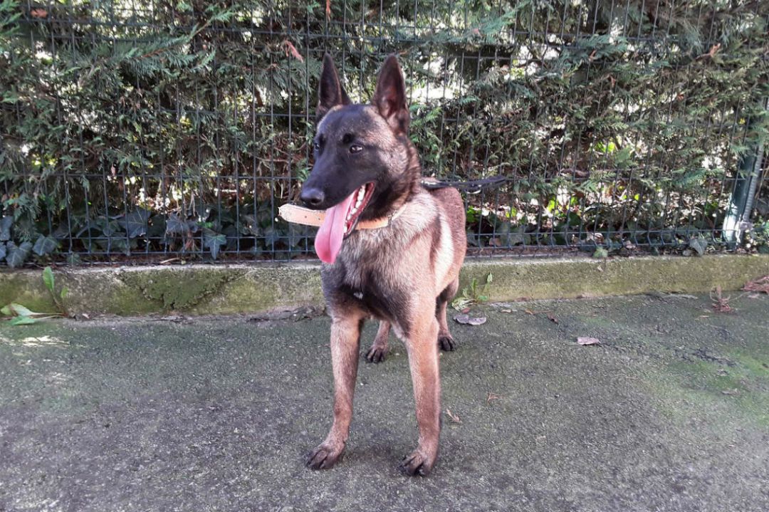 Kracken De Perro Abandonado A Perro Bombero Radio Pamplona Cadena Ser