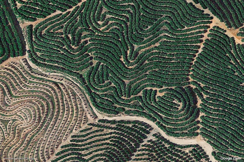 Los campos de Isla Cristina (Huelva). Los campos de Isla Cristina (Huelva).