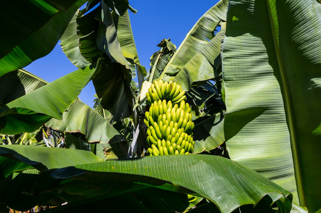 El cultivo del plátano requiere mucha agua y de buena calidad