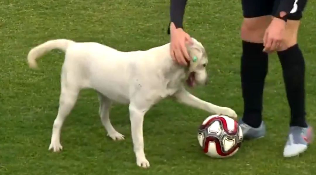 futbol para perros