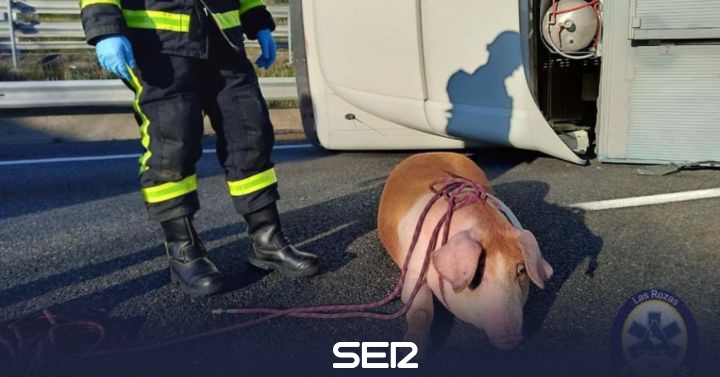 Circulatory chaos due to the overturning of a truck with 170 pigs on the A-6 |  Radio Madrid