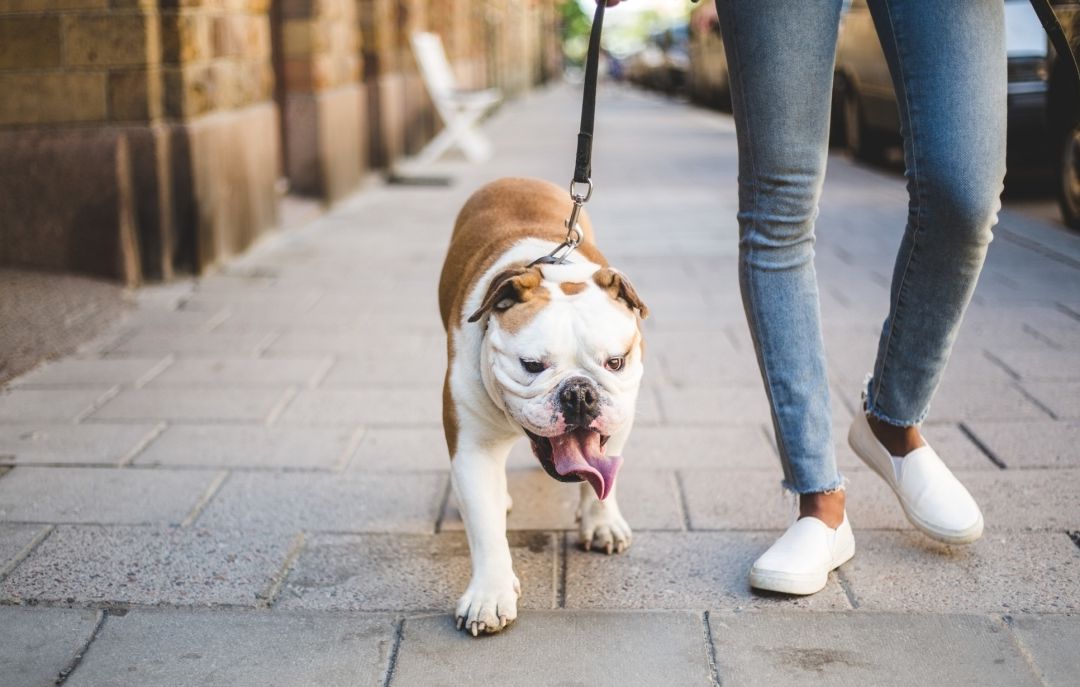 Coronavirus: Estas son las normas para pasear a tu perro durante el  confinamiento | Sociedad | Cadena SER
