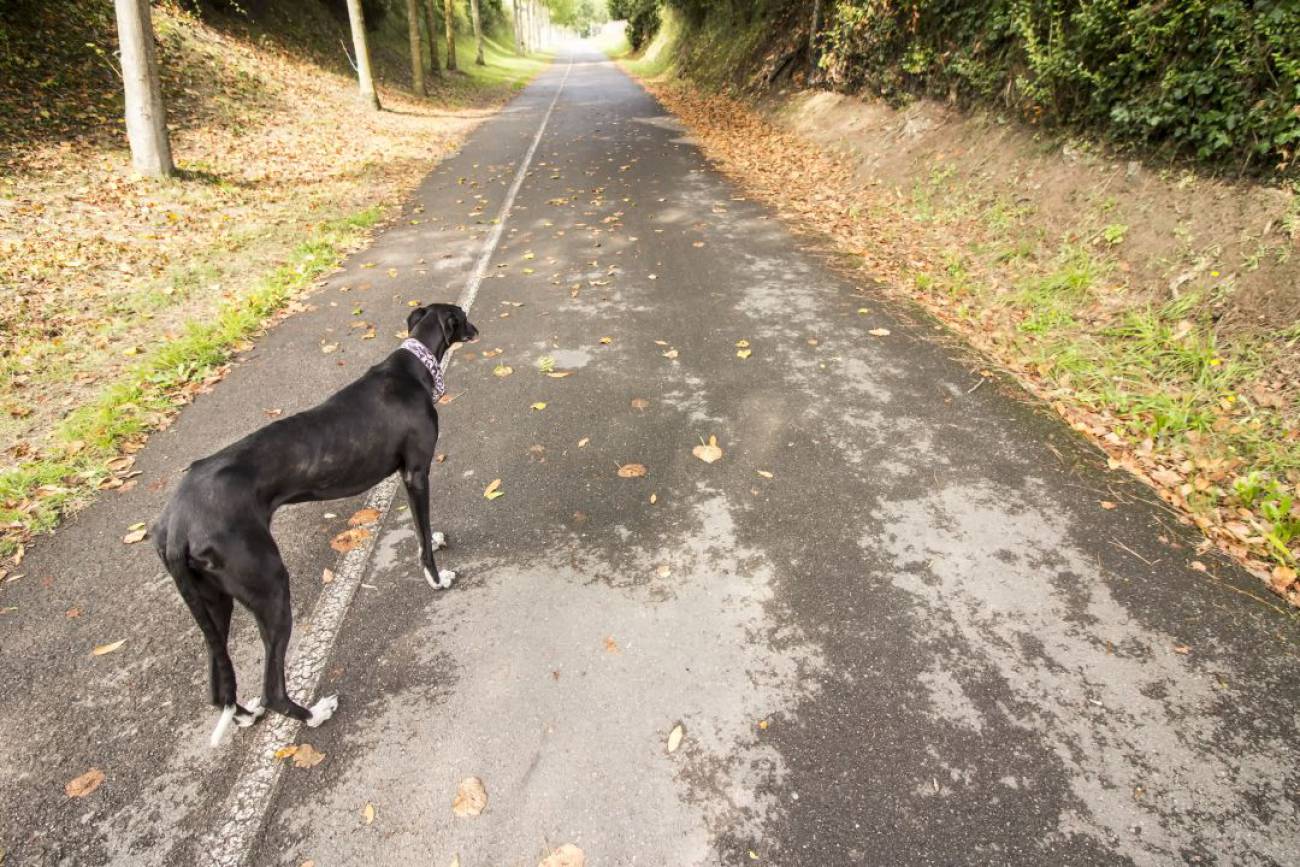 Coronavirus Aumenta El Interes Por Adoptar Perros Para Tener La Excusa De Salir A La Calle Radio Valladolid Actualidad Cadena Ser