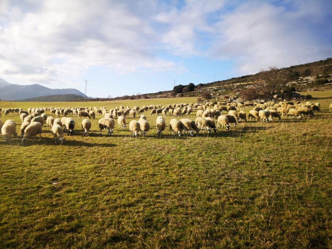 Rebaño de ganado ovino