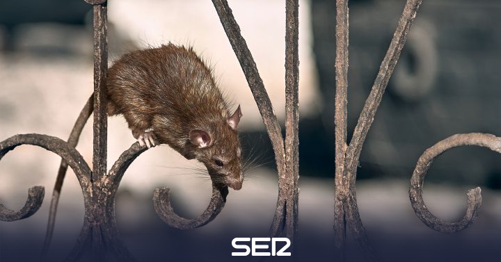 Intensive campaign to eradicate a plague of rats in Santa Cruz de Tenerife |  Radio Club Tenerife