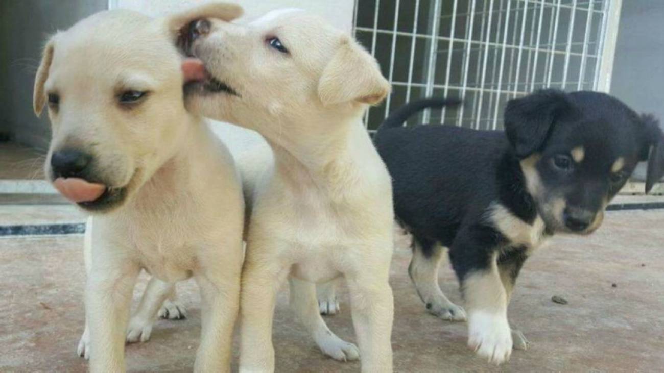 La Protectora Esta Colapsada Y Pide Que No Se Abandonen Mas Animales Ser Malaga Hora 14 Malaga Cadena Ser