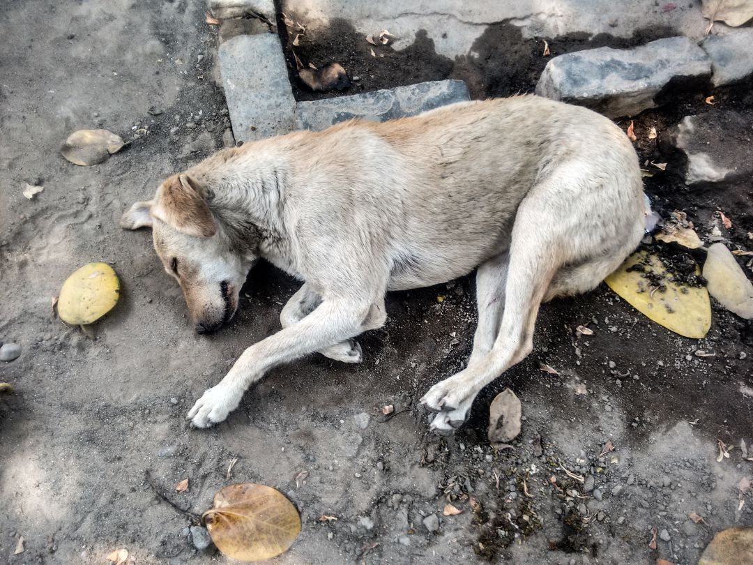 La Protectora De Animales Exige A La Concejal De Sanidad Que Se Disculpe Publicamente Ser Lanzarote Hoy Por Hoy Lanzarote Cadena Ser