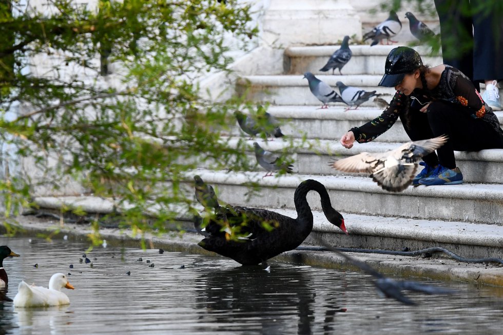 Una mujer en el estanque de el parque de El Retiro de Madrid da comida a cisnes y palomas tras poder acceder al recinto por primera vez desde la declaración del Estado de alarma. Una mujer en el estanque de el parque de El Retiro de Madrid da comida a cisnes y palomas tras poder acceder al recinto por primera vez desde la declaración del Estado de alarma.