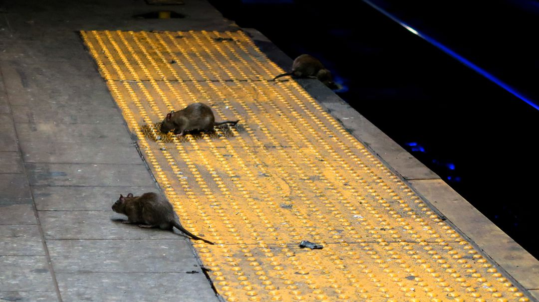 Las Ratas Practican El Canibalismo Debido A La Cuarentena ...