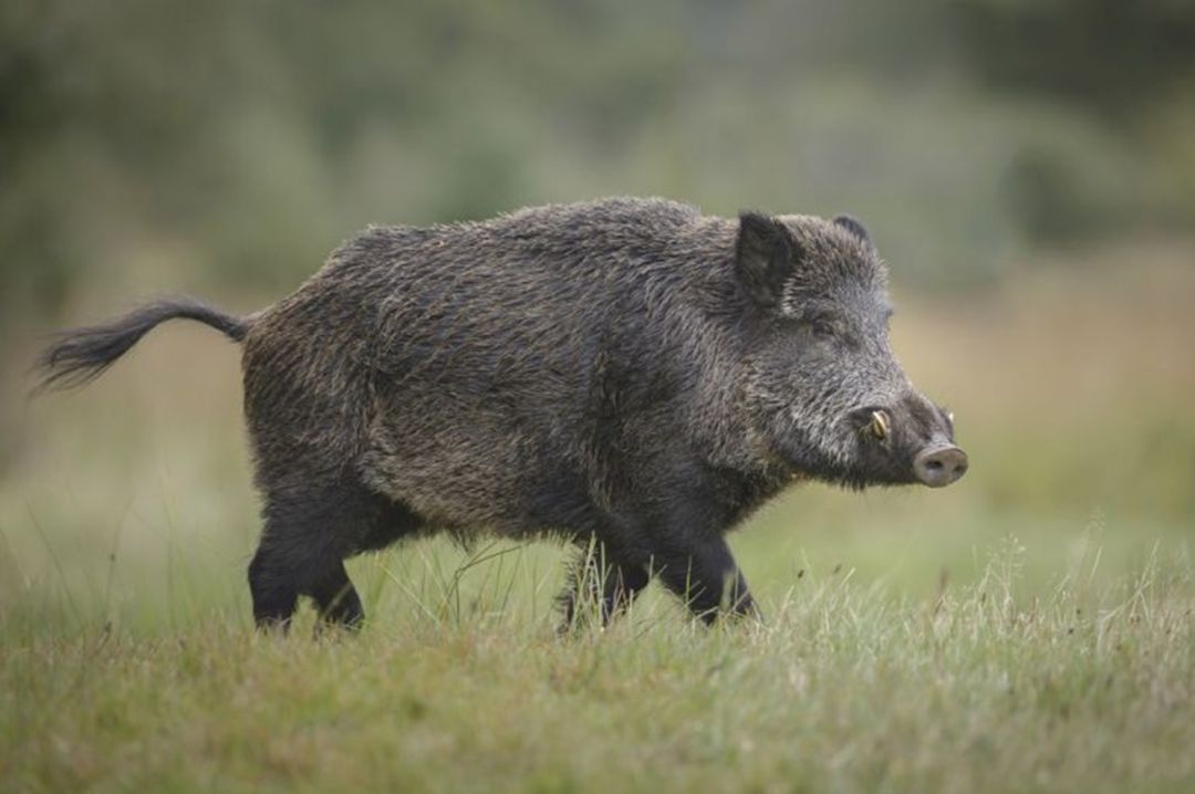 A Coruña: Libera asks for responsibility with garbage since it is a claim for wild boars |  Radio Coruña