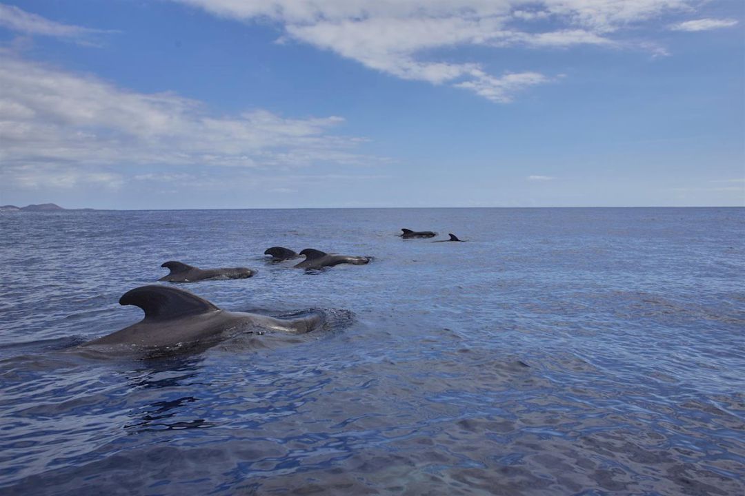 Los Expertos Piden Prudencia E Interactuar Lo Menos Posible Con Los Animales Durante La Desescalada Radio Club Tenerife Cadena Ser