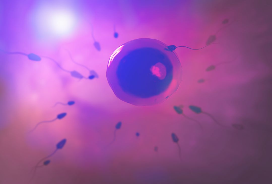 Ilustración de espermatozoides y óvulo.